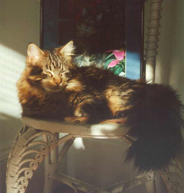 Worf In Shadows